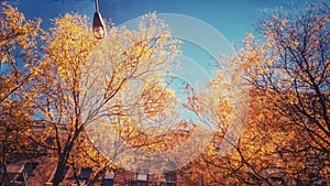 A golden autumn is illuminated in Brooklyn Heights, NYC - NEW YORK - FALL