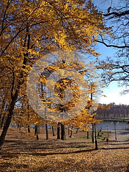 Golden Autumn in Kalush, Ivan Franko Park