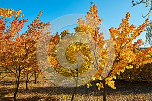 The golden autumn landscape