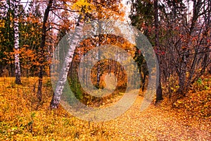 Golden autumn landscape park, picturesque autumn trees fallen