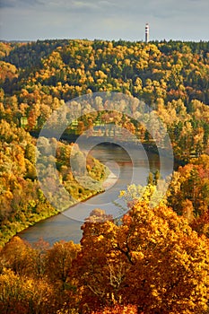 Golden autumn landscape with river Gauja and surrounding colourful forest in October in Sigulda in Latvia