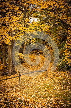 golden autumn landscape, yellow leaves in a forest or park, beautiful fall background, outdoor shot