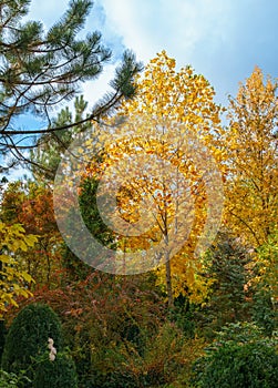 Golden autumn in the landscaped garden. Yellow leaves of Tulip tree (Liriodendron tulipifera)