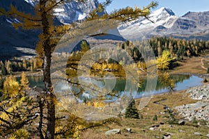Golden autumn larch trees at Lake O'Hara, Yoho National Park. Canadian Rockies
