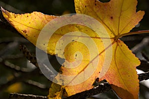 A golden autumn leaf is backlit by the sun to show closeup details and macro elements.