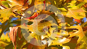 Golden autumn leaves background.