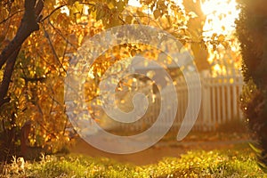 Golden Autumn Leaves Bathing in Sunlight with White Picket Fence in Background