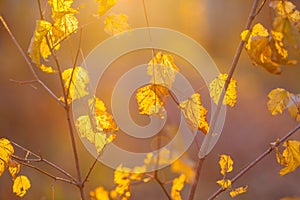 Golden autumn leaves in bright sunlight