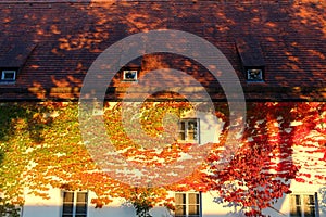 Golden autumn leaves cover house facade