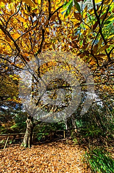 Golden autumn leaves in the Dandenong Ranges