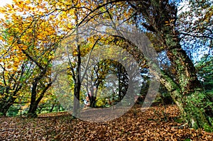 Golden autumn leaves in the Dandenong Ranges photo