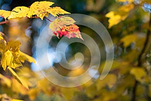 Golden Autumn Leaves in the Forest Background