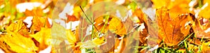 Golden autumn leaves panorama