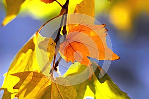Golden autumn leaves of plane tree and fruits on branches of tree at the golden hour. Beautiful autumn background