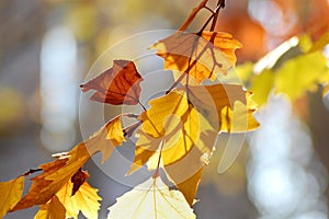 Golden autumn leaves of plane tree and fruits on branches of tree at the golden hour. Beautiful autumn background