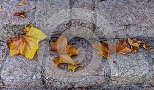 Golden autumn leaves on the stone stairs