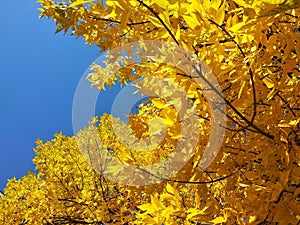 Golden autumn leaves, sunlight and blue sky