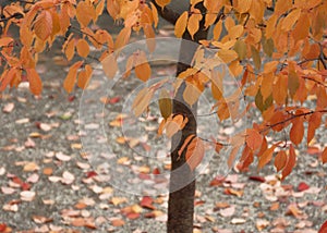 Golden autumn leaves on tree and ground