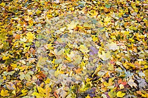 Golden autumn. The leaves underfoot