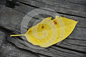 Golden Autumn Leaves on Wood Background with Leaf Veins Detail