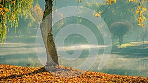Golden autumn. lone bare tree with fallen leaves on the coast against the background of light morning mist over the water in the