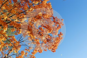 Golden autumn. Maple branches with orange foliage