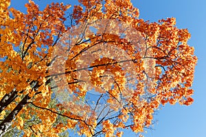 Golden autumn. Maple branches with orange foliage