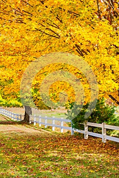 Golden autumn maple trees along a white fence