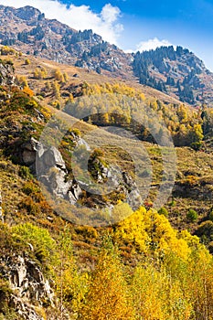 Golden autumn mixed forest (fir-trees, birches, pines) on hills in the Zailiyskiy Alatau