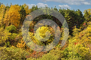 Golden autumn mixed forest (fir-trees, birches, pines) in the Zailiyskiy Alatau