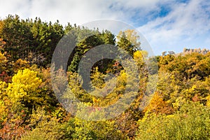 Golden autumn mixed forest (fir-trees, birches, pines) in the Zailiyskiy Alatau