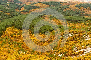 Golden autumn in mountain Crimean forest.