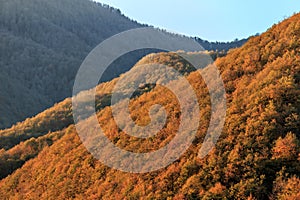 Golden autumn mountain forest in Krasnaya Polyana, Sochi, Russia. Beautiful scenic sunset aerial landscape of Caucasus mountains