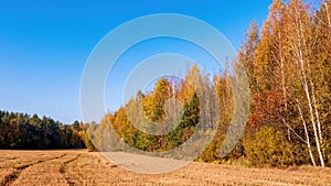 Golden autumn. Panorama of the edge of a mown agricultural field and forest. Yellow foliage on birch trees.