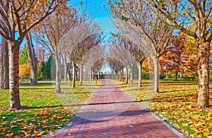 The golden autumn in park