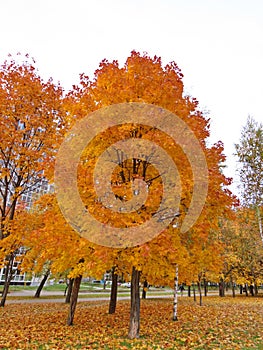 Golden autumn in the park of the city of Mogilev
