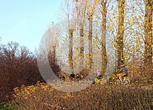 Golden autumn, park, leaves falling from the trees, blue sky, a string of cyclists riding one after another