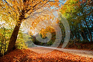 Golden autumn path