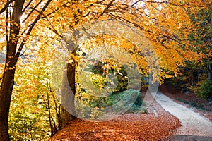 Golden autumn path