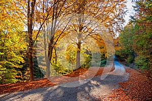 Golden autumn path