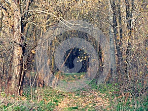 Golden autumn path in a deep forest