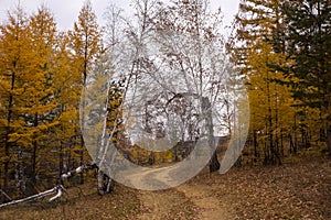 Golden autumn, path in forest.