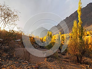 Golden Autumn In Phander Valley, Phander Lake, Ghizer District, Gilgit Baltistan, Pakistan