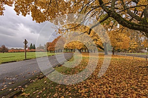 Golden Autumn in a public park Gresham Oregon