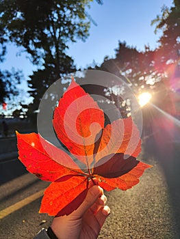 The golden autumn and red leaf  in sunset of Beijing