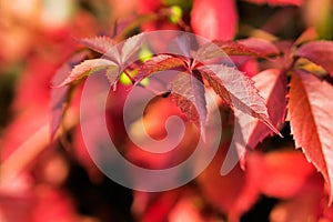 Golden autumn, red leafs. Fall, seasonal nature, beautiful foliage