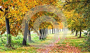 Golden autumn scene - autumn road - path, with yellow. orange and red leaves, romantic mood