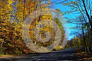 Golden autumn scene in a park, with falling leaves, the sun shining through the trees and blue sky