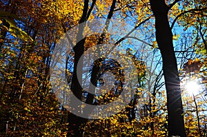 Golden autumn scene in a park, with falling leaves, the sun shining through the trees and blue sky