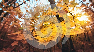 Golden autumn scene in a park, with falling leaves, the sun shining through the trees